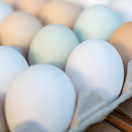 image of Egg